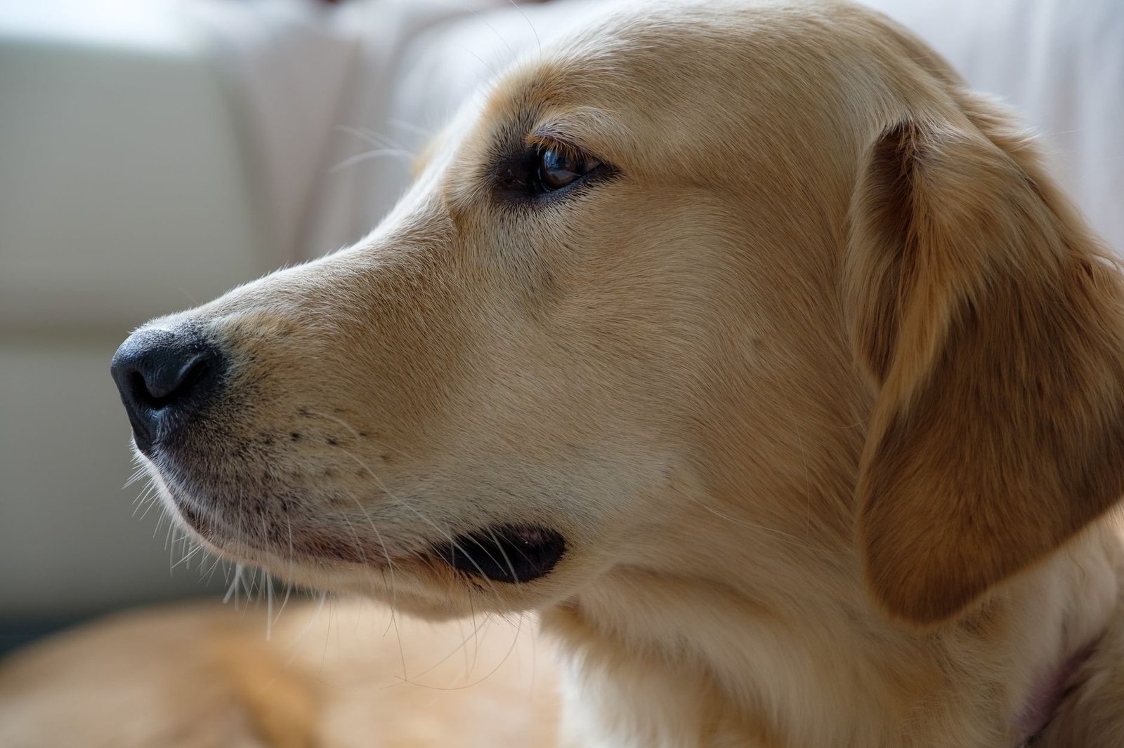 Therapiehunde richtig ernähren: Bedarf im Einsatz